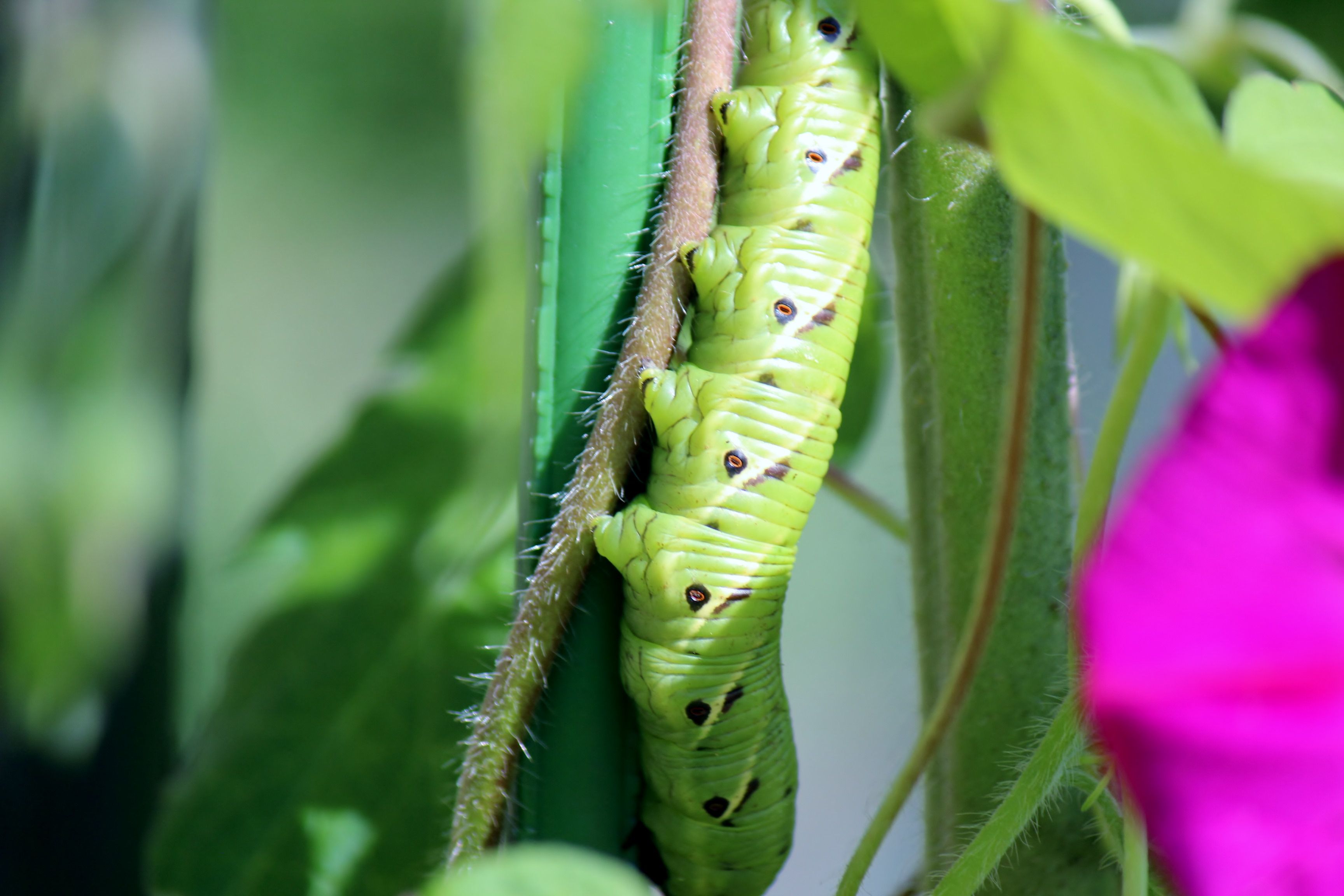 ガの幼虫 つれづれ日記 楽天ブログ