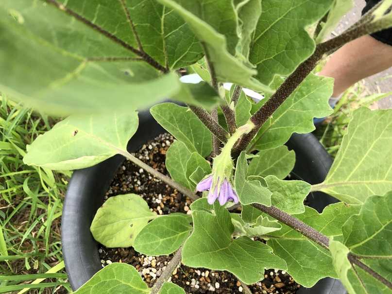 白ナスの成長を観察する おばあちゃん先生の家庭菜園 楽天ブログ