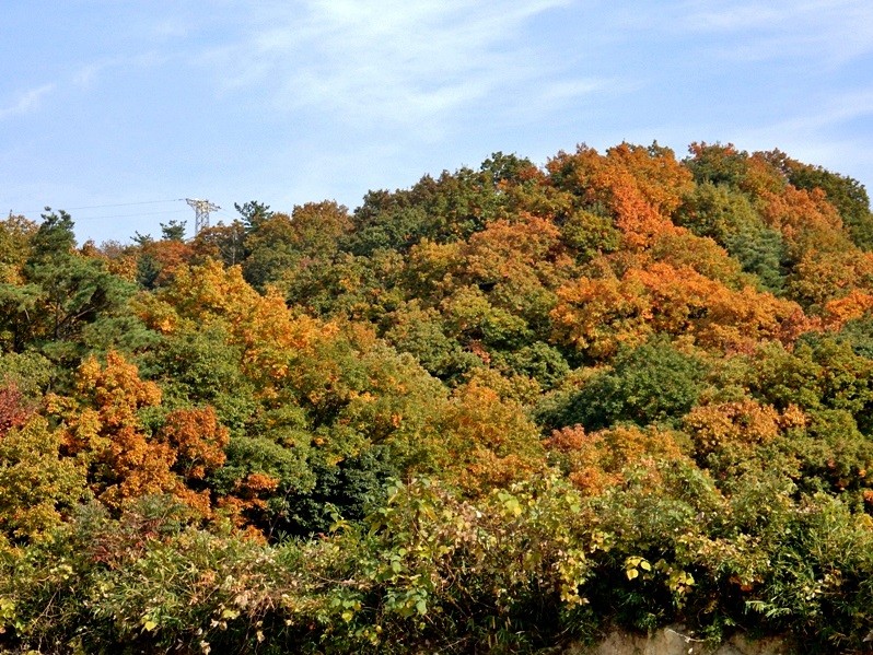 洞川林道1.JPG