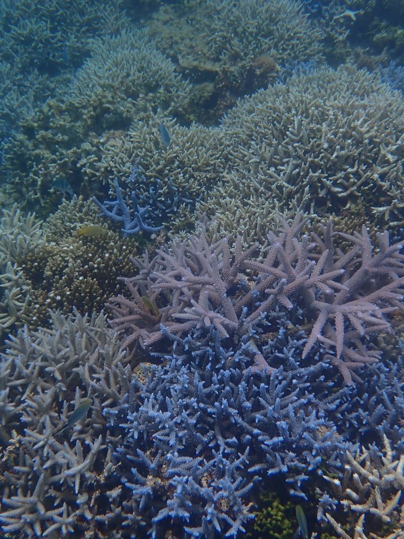 海の生き物と水中カメラ 道草の旅 楽天ブログ