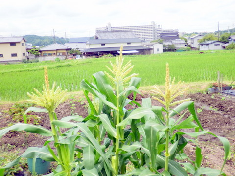 スイ－トコ－ンと民家