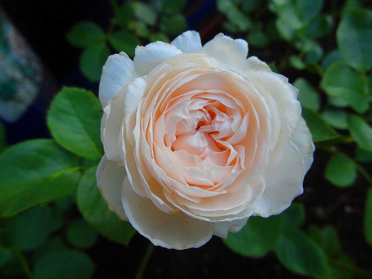 遅い二番花クリスティアーナ クイーン エリザベス バラの美と香りを求めて 楽天ブログ