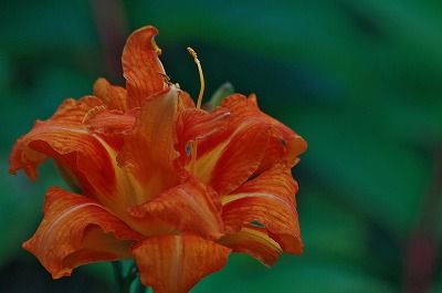 夏の花の思い出 7 ヤブカンゾウ 花と自然に癒されて 楽天ブログ
