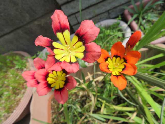 庭の花 私の好きな花 楽天ブログ