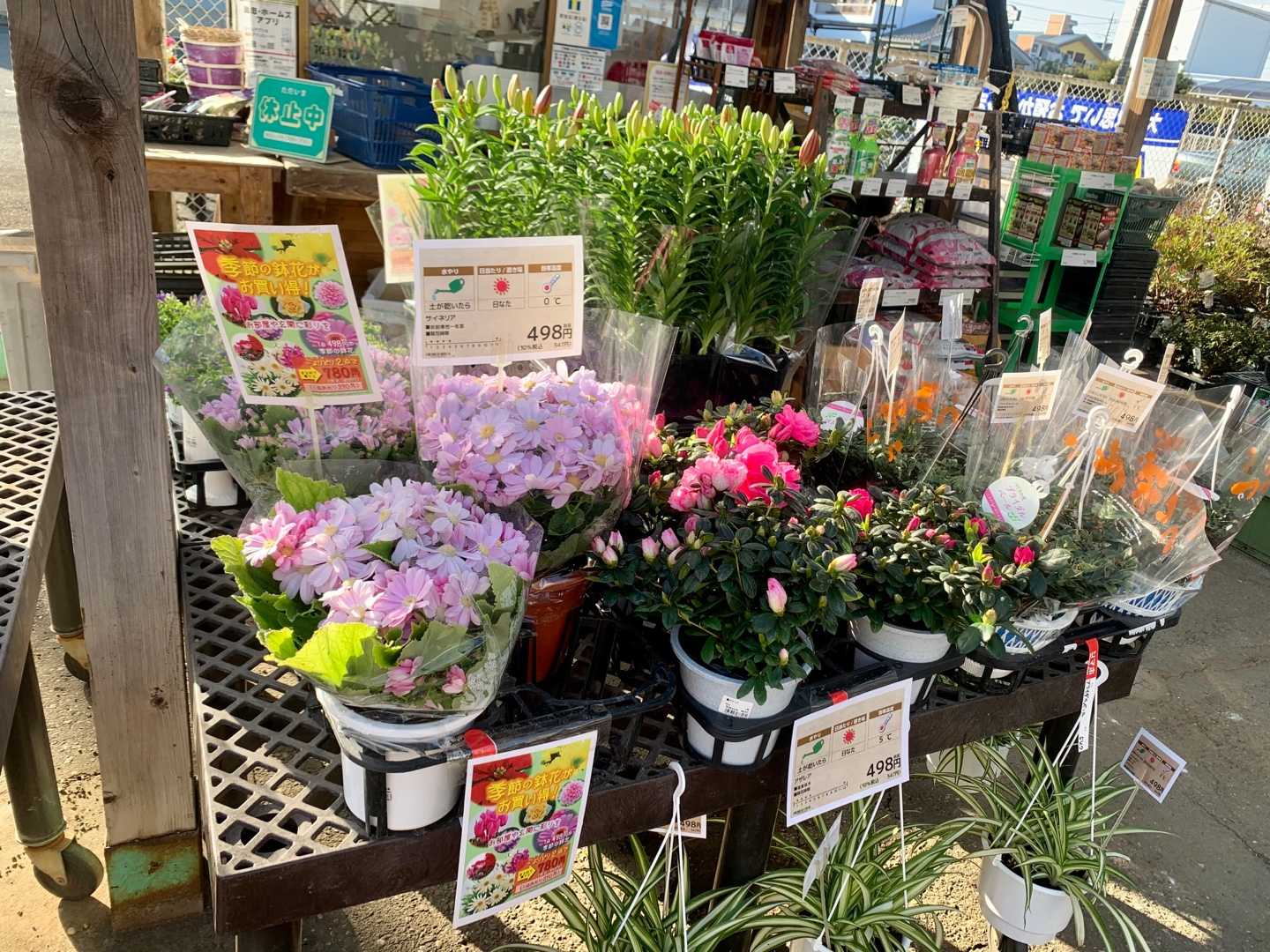 ホームセンターのエッサンで花を買いました １点４９８円の鉢花がよりどり２点で７８０円 釣られて アザレアと カンパニュラ ファンシーミーの２鉢を買ってしまった その他 芝桜２ポット 苧環 おだまき を１ポット ハイポネックスの元肥入りの土 追肥の肥料