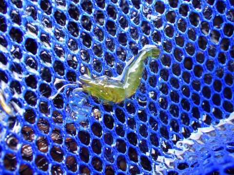 和歌山磯採集2018年3月上旬19　モエビ科の一種（Hippolytidae sp.）