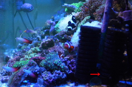 2012_1113ｸﾓﾋﾄﾃﾞ､ｵｵｽﾘﾊﾞﾁ0009-a.JPG