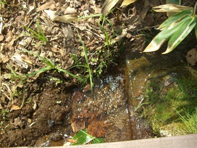 CIMG4703 (400x300).jpg