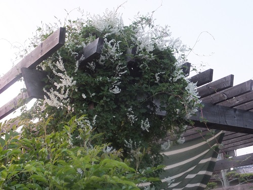 なつやきかずら