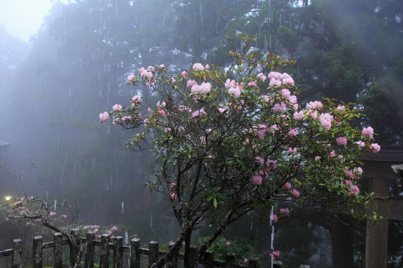 玉置神社_002雨粒.jpg