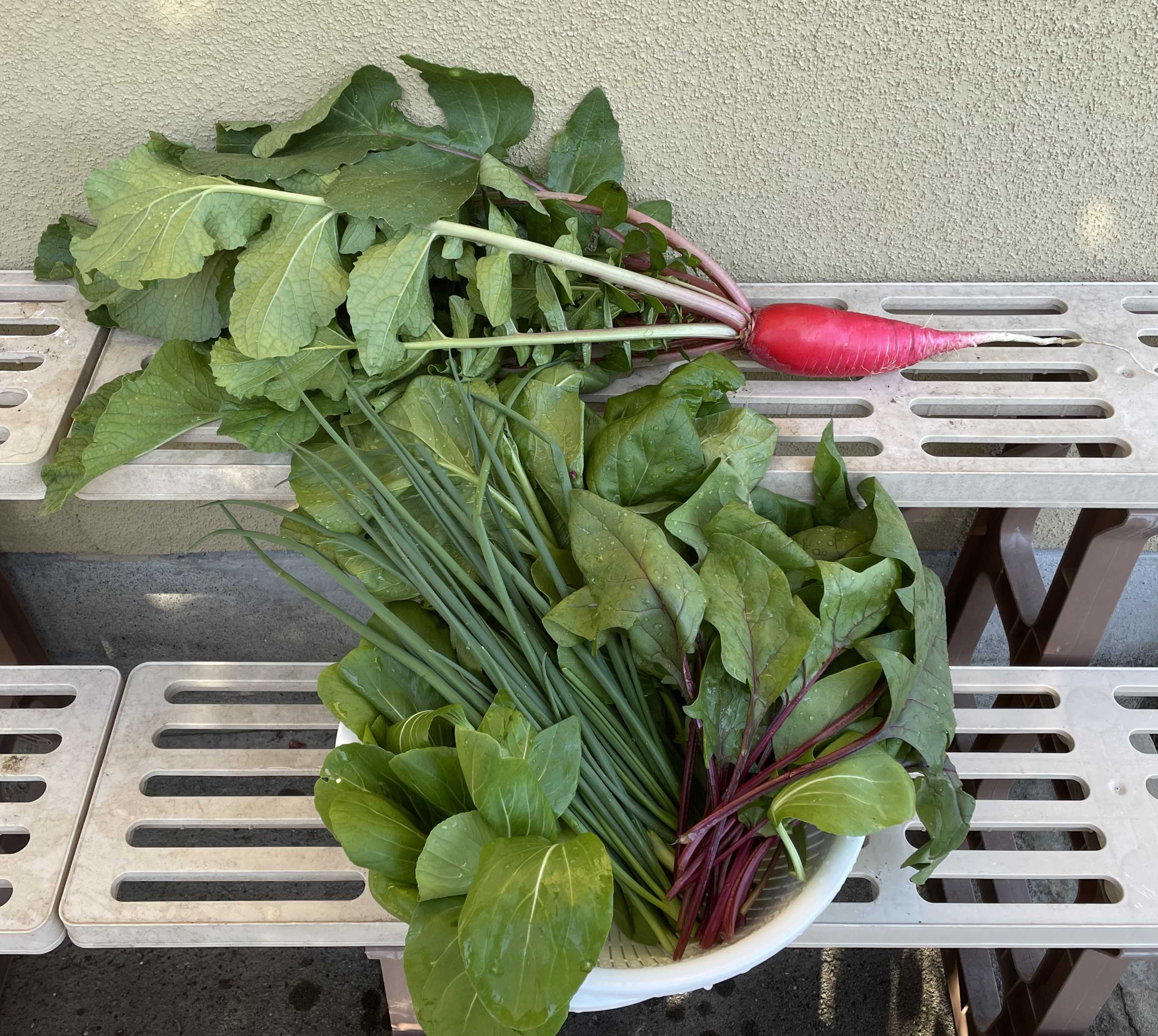 ゴージャスなコリンクレイヴン ばらと猫とフラメンコ 楽天ブログ