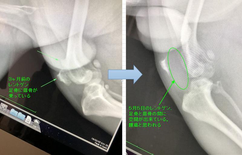 愛犬 れん 骨肉腫 りくれんパパのブログ 楽天ブログ