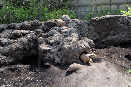 20150402-pleerydog.jpg