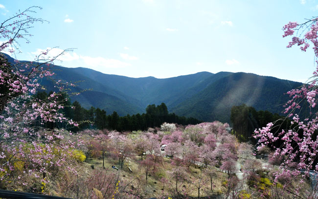 桜７