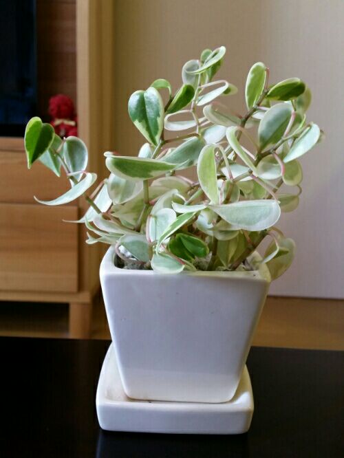 rblog-20160429162438-06.jpg