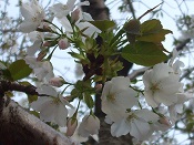 2015年公園の桜