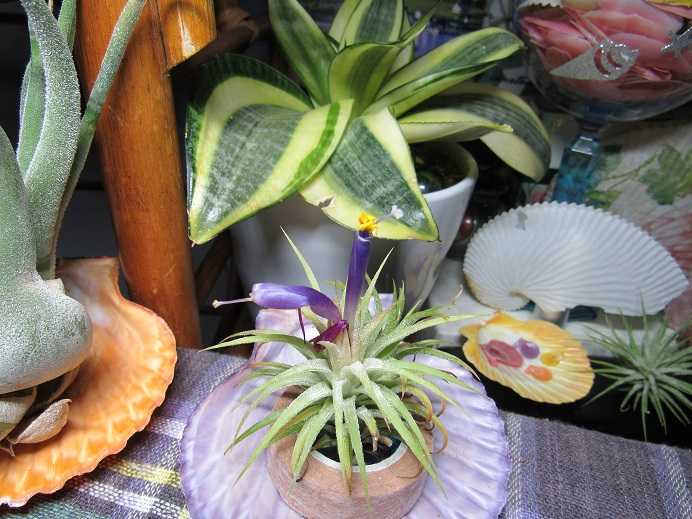 花への賛歌 老いてこそ勉強 楽天ブログ