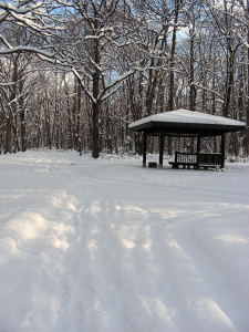 2017-11-20mori8 (1).JPG