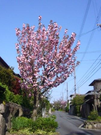P1140131（八重桜１）.jpg