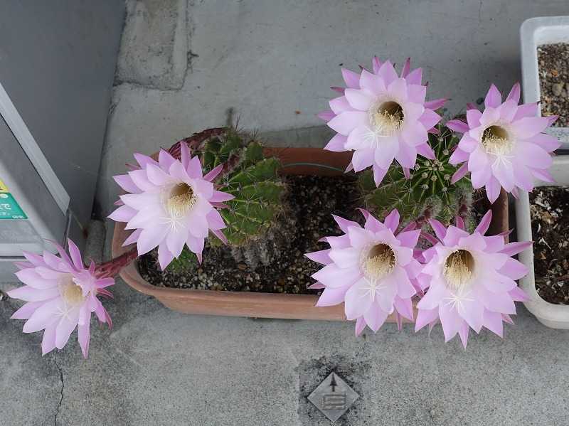 5月25日 今日の一花 その２ サボテン カセイマル 花盛丸 Gazengamaのブログ 散歩中に出合った花と趣味の陶芸作品 楽天ブログ