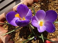 １月４日の誕生花 クロッカス 紫 の花言葉 愛をもう一度 訪れる春に 愛したことを後悔する 紫色の花 弥生おばさんのガーデニングノート 花と緑の365日 楽天ブログ