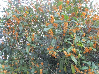 IMG_1440ss.jpg