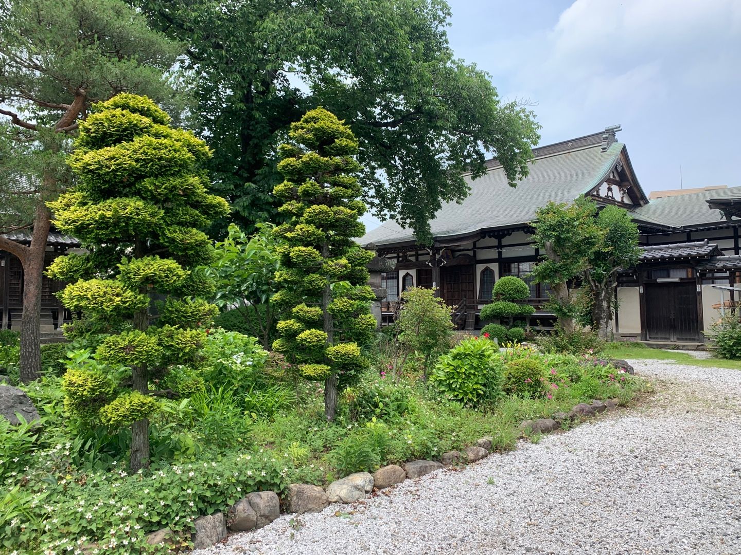 長徳寺の境内の花を撮らせてもらった。花の名前は省略しますので、写真をお楽しみください。なんて1枚だけ。ドクダミ、紫つゆ草、ホタルブクロなど ...