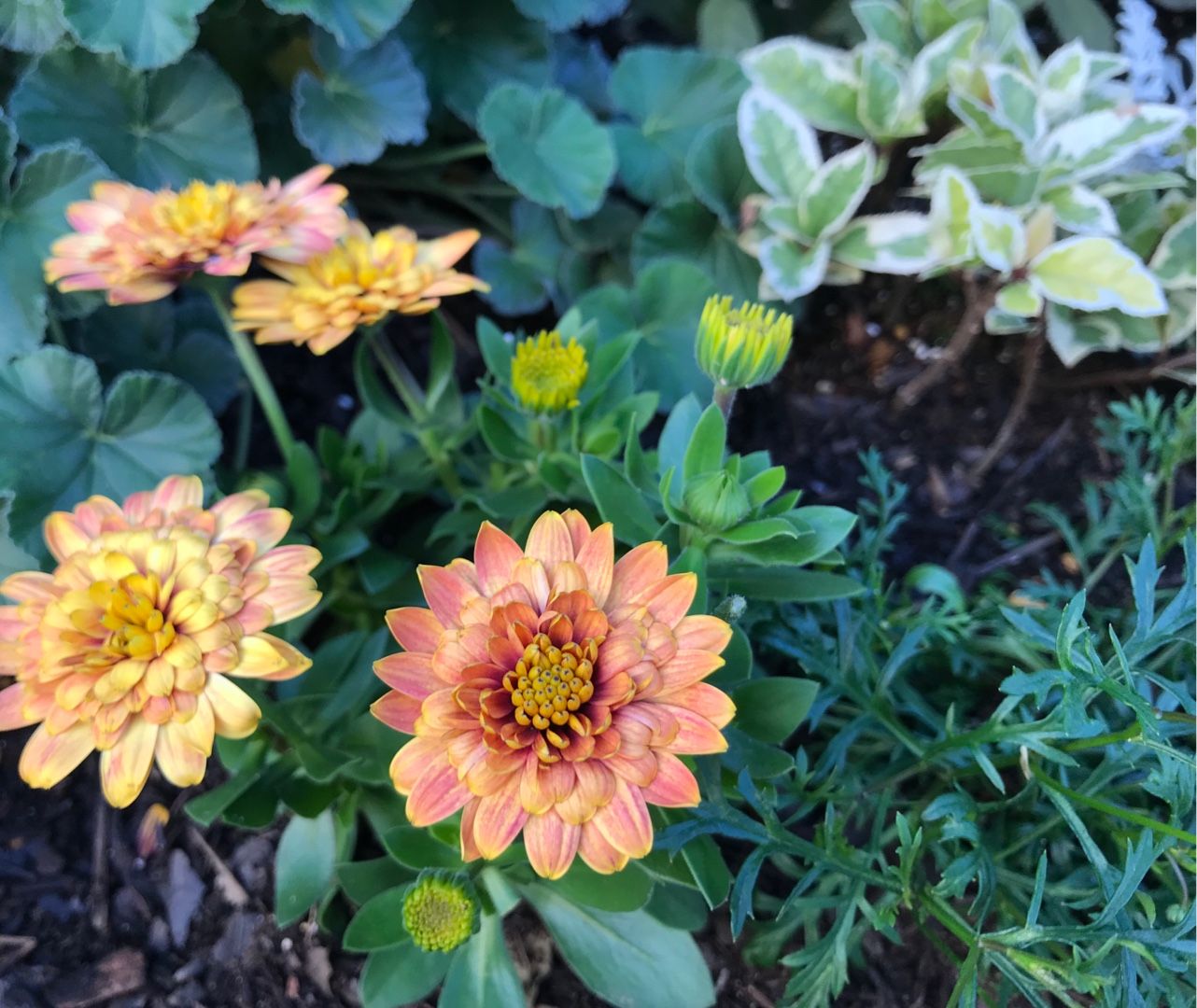 原種アネモネ シルベストリス 家と庭と 楽天ブログ