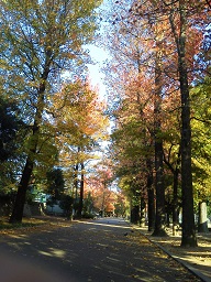 2014年11月運動公園の紅葉 (2)  縮小.jpg