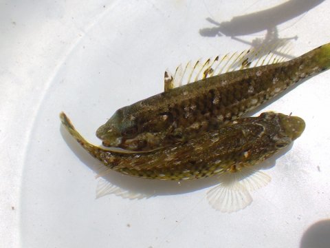 沖縄深海魚採集2017年9月下旬15　ブダイ類