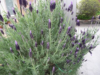 P1020102ss.jpg