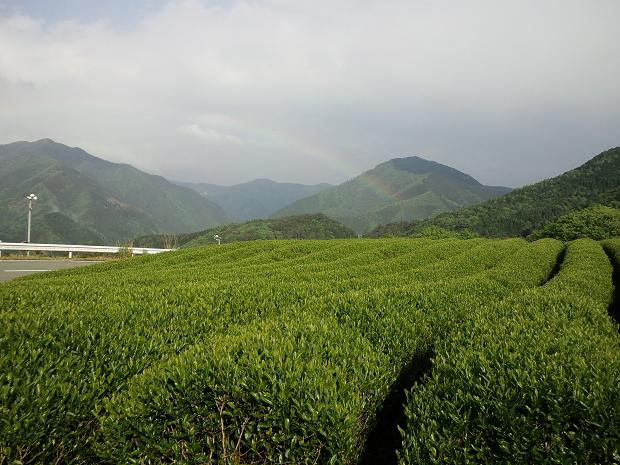 茶畑の景色