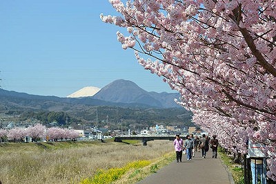 20130305桜まつり