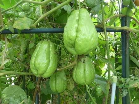 ハヤトウリ花 葉山農園 9月下旬 暇人主婦の家庭菜園 楽天ブログ