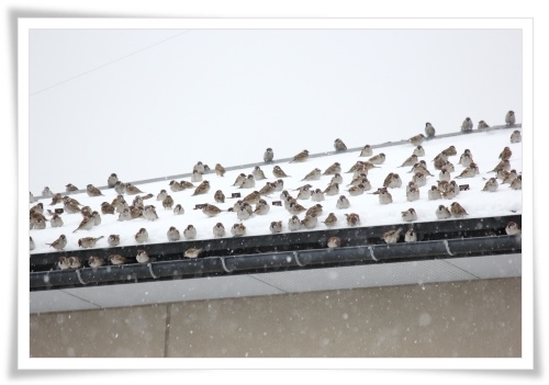 スズメの大群-9 14.2.5