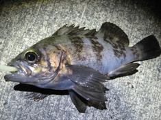 1月29日 22時30分 18.5cm