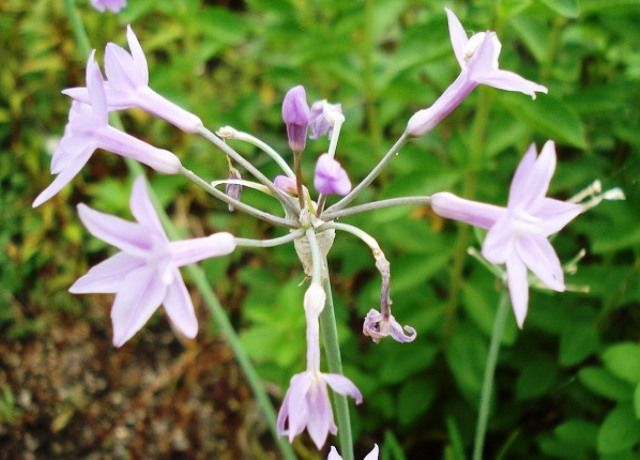 ツルバキアの花 花と蕎麦とリハビリと 楽天ブログ