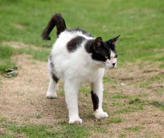 我が家のニャンコ♪2013/7/23-2