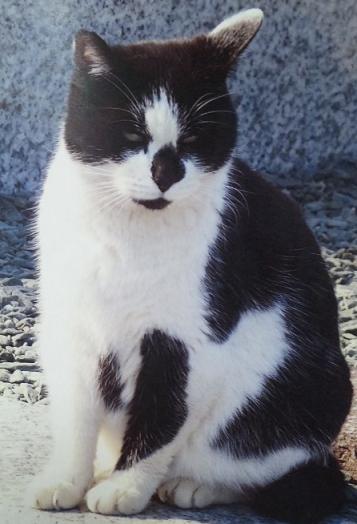 文鎮猫.jpg