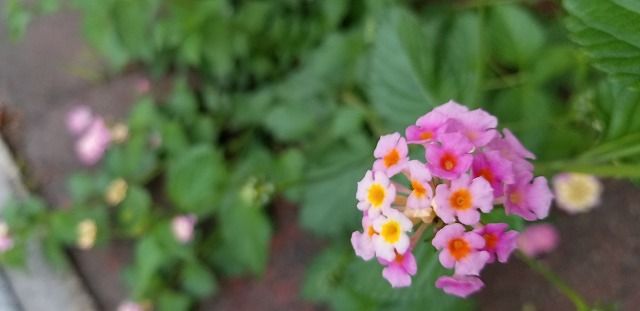 紫陽花に似た小さい花は 楽しく嬉しく生き生きと 楽天ブログ