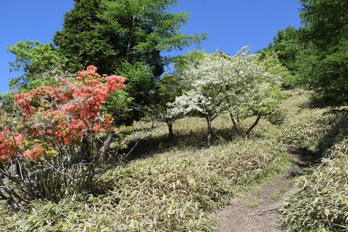 山梨県の山 ツツジ満開甘利山から千頭星山へ 古ギャルの山登りとガーデニングで楽しく 楽天ブログ