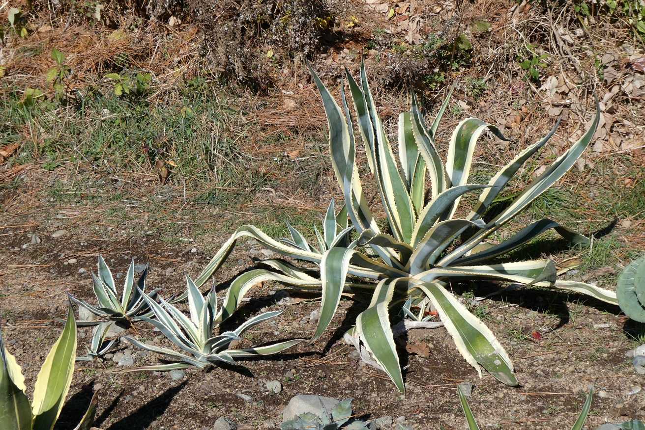 アガベ・サルミアナ・アンガスティフォリア 覆輪斑(Agave salmian var