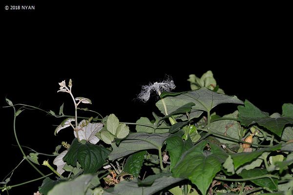 カラスウリ(ウリ科) カラスウリ(ウリ科)