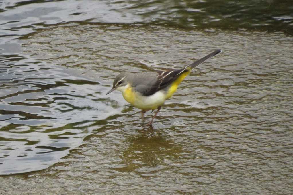 515