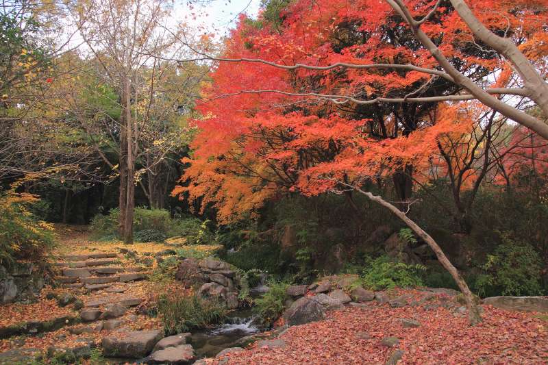 万博記念公園_005もみじ川.jpg