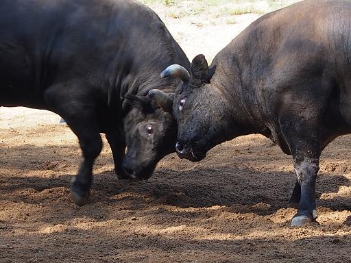 越後山古志 牛角突き 2