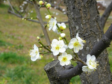 山田池公園の梅