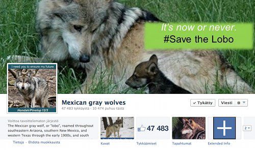 MexicanGrayWolves.jpg