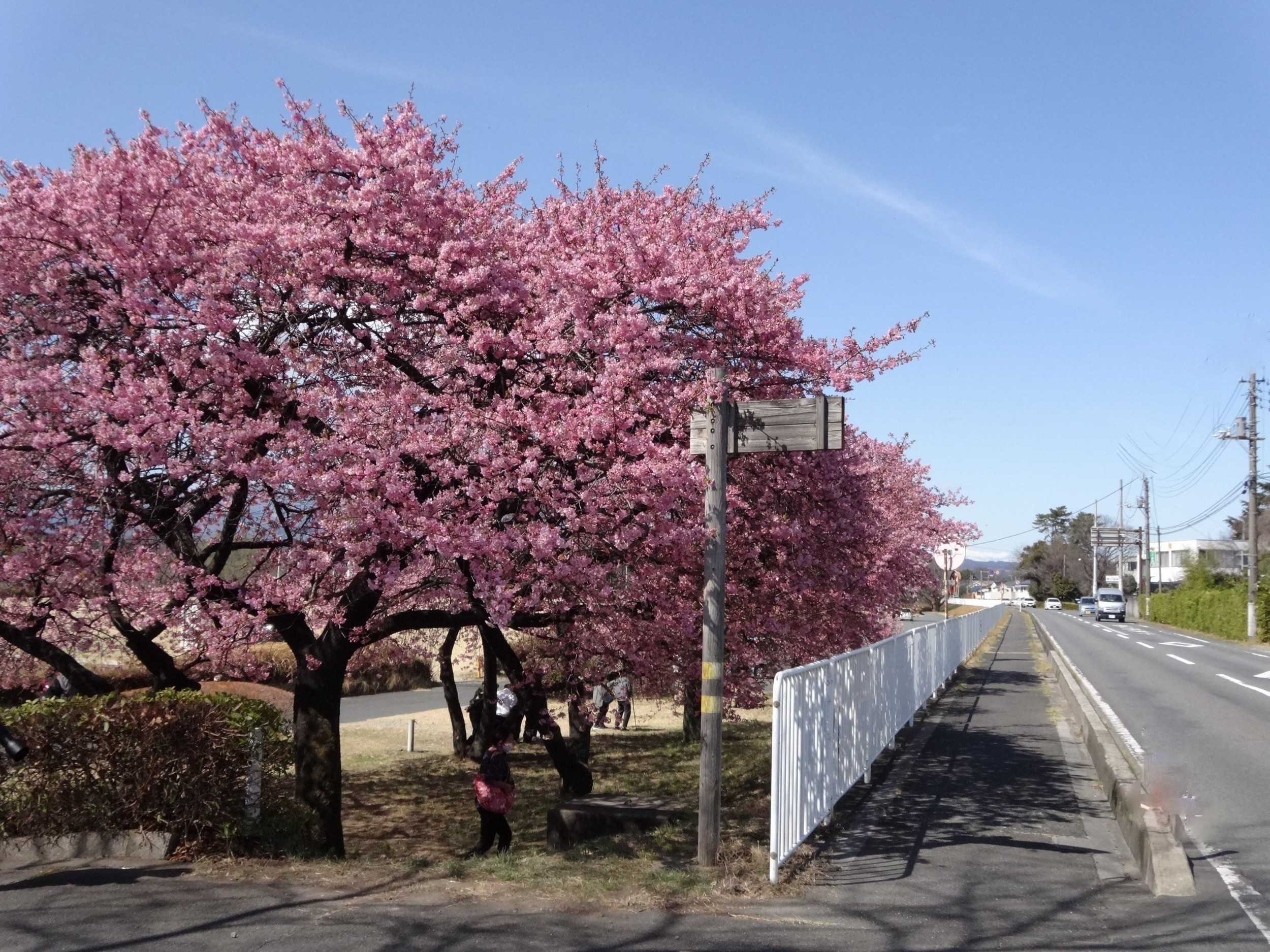 敷島公園と熊野神社の河津桜が一気に満開 ３月１５日 山と星空と小型車でサイクリング 楽天ブログ