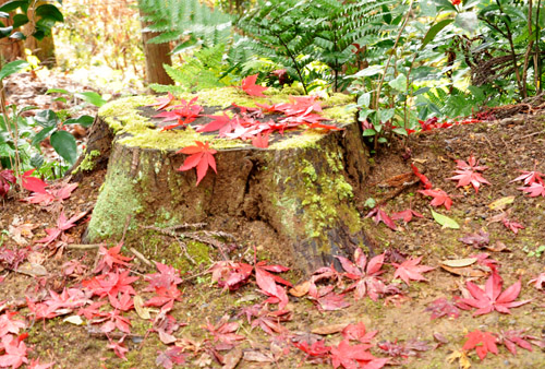 紅葉3